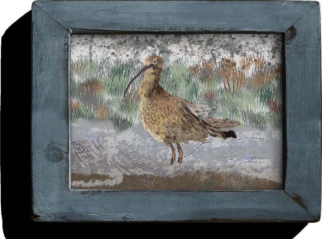 Curlew image 4